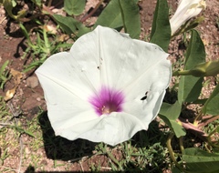 Ipomoea longifolia