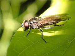 Cheilosia variabilis