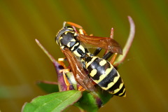 Polistes dominula