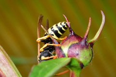 Polistes dominula