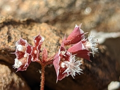 Sidotheca emarginata