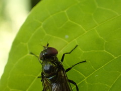 Cheilosia variabilis