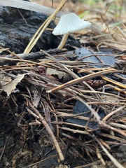 Leucocoprinus truncatus