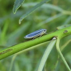 Graphocephala hieroglyphica