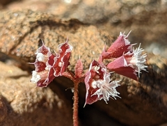 Sidotheca emarginata