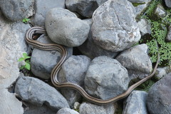 Elaphe quadrivirgata