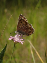 Polyommatus hispana
