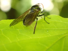 Cheilosia variabilis