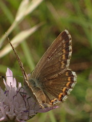 Polyommatus hispana
