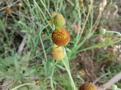 Helenium thurberi