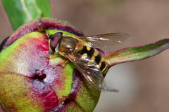 Syrphus