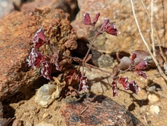 Sidotheca emarginata