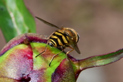 Syrphus