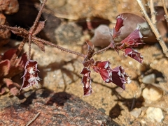 Sidotheca emarginata
