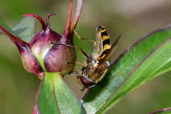Syrphus
