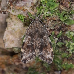 Eido trimaculella