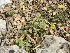 Ranunculus sprunerianus