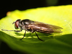 Cheilosia variabilis