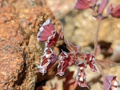 Sidotheca emarginata