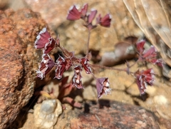 Sidotheca emarginata