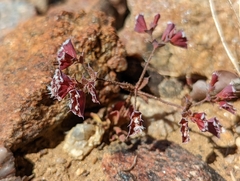 Sidotheca emarginata