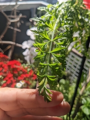 Daucus carota