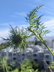 Daucus carota