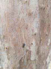 Cephalotes goniodontus