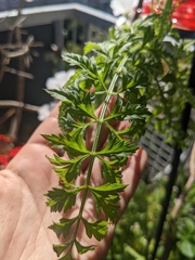 Daucus carota