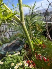 Daucus carota