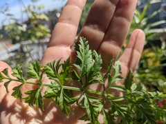 Daucus carota