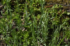 Stellaria hebecalyx