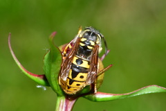 Vespula germanica