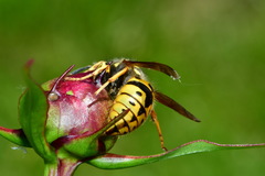 Vespula germanica