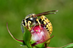 Vespula germanica