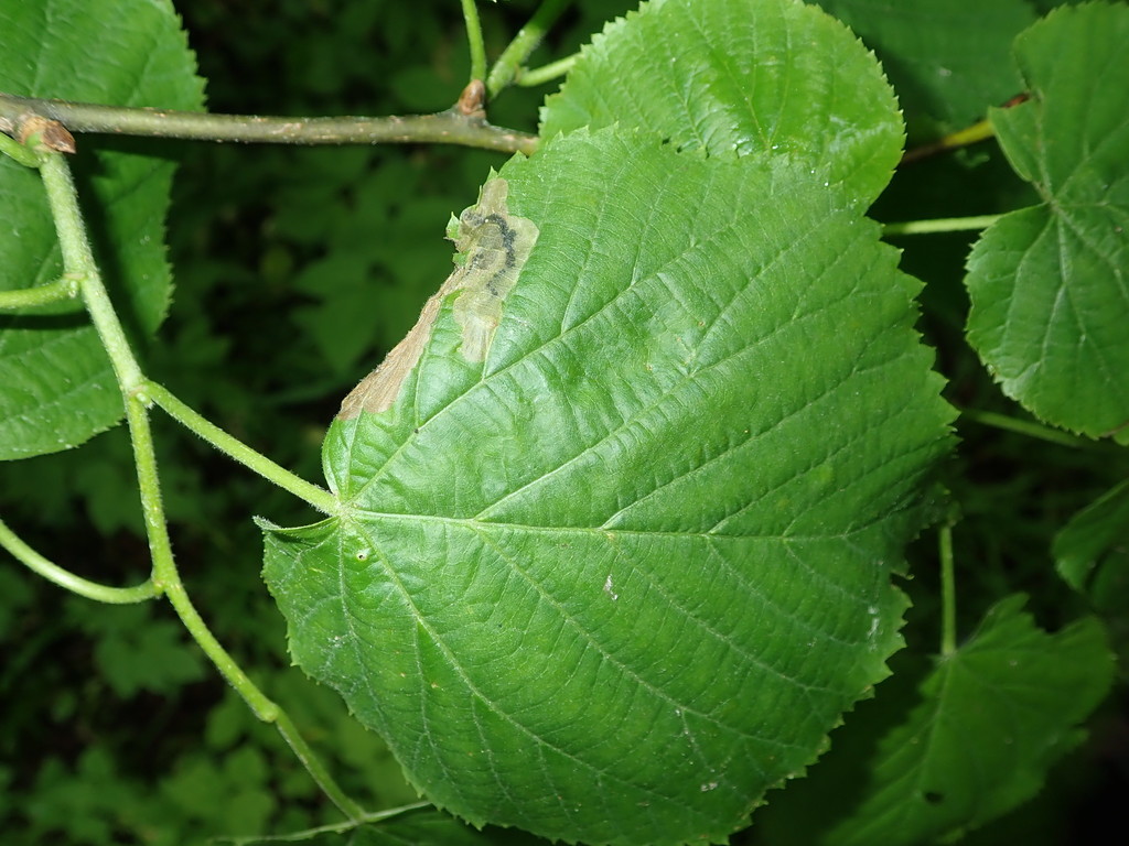 Crown Lime Mining Sawfly
