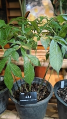 Amorphophallus albus