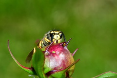 Vespula germanica