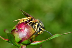 Vespula germanica