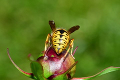 Vespula germanica