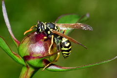 Polistes dominula