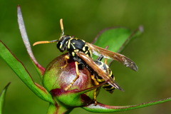 Polistes dominula