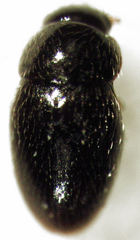 Ptenidium pusillum