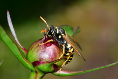 Polistes dominula