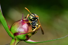 Polistes dominula