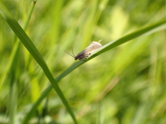Acompsia cinerella