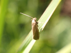 Acompsia cinerella
