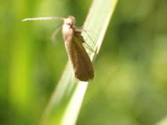 Acompsia cinerella