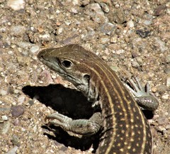 Aspidoscelis stictogrammus