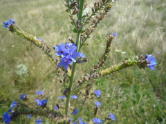 Anchusa procera